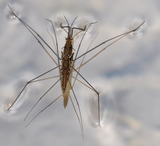 Heteroptera Gerridae